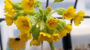 Primula il fiore della primavera